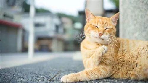 大懒猫娱乐八卦爆料吃瓜,娱乐圈最新八卦大揭秘！