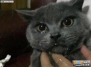 大懒猫娱乐八卦爆料吃瓜,娱乐圈最新八卦大揭秘！