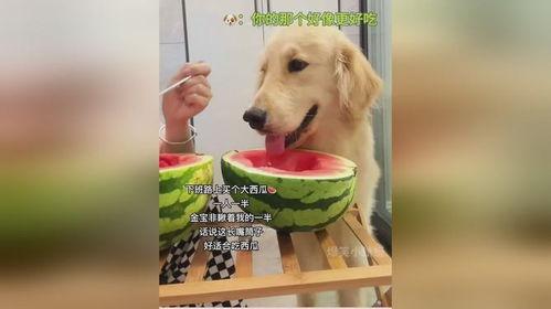 娱乐吃瓜酱小狗看坐在小车里